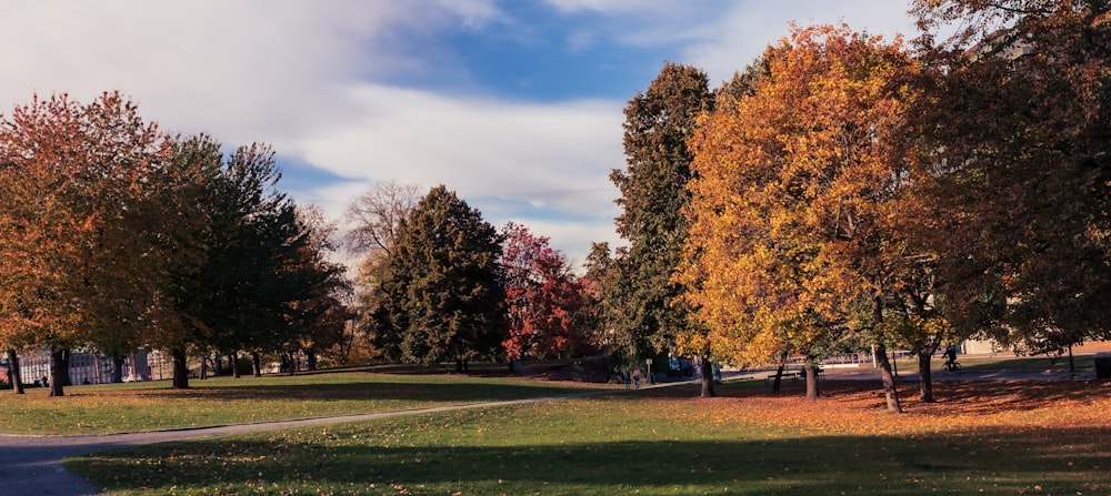 a park with trees