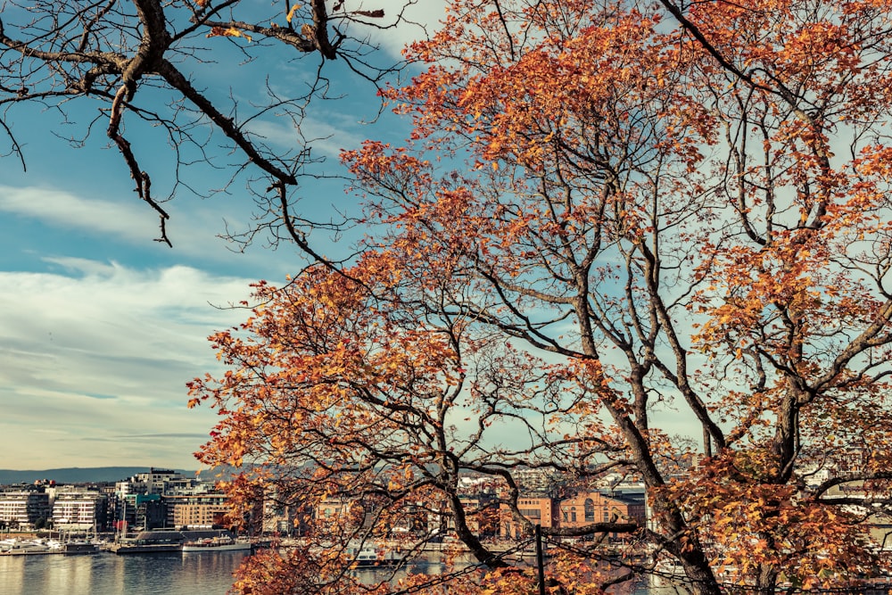 a group of trees with orange leaves