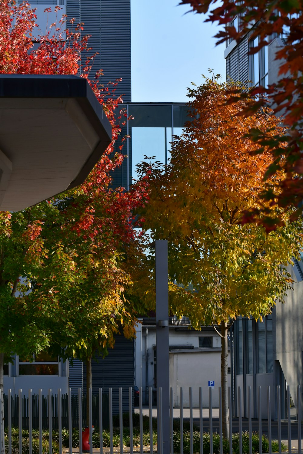 a group of trees next to a building