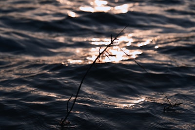 a tree branch in the water