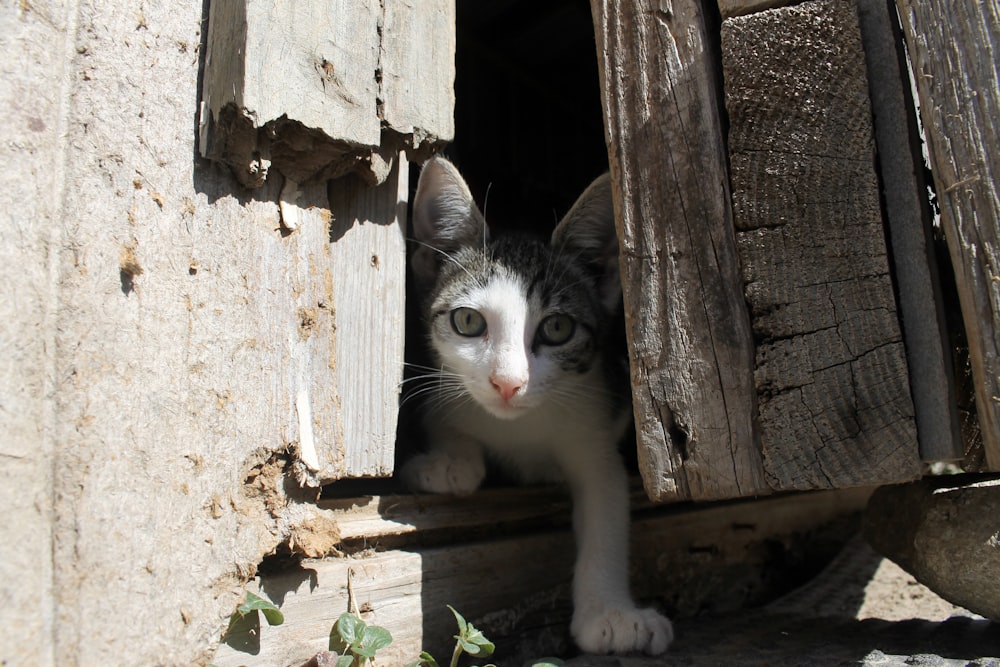 a cat looking out of a hole in a wall
