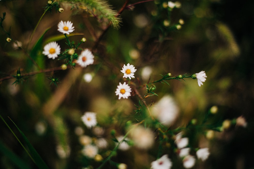 a close up of some flowers