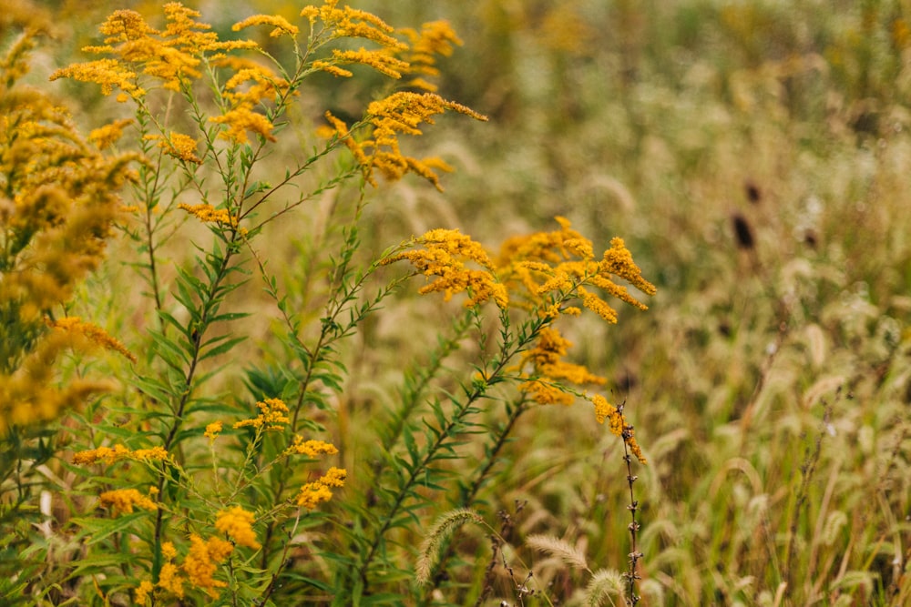 a close-up of some flowers