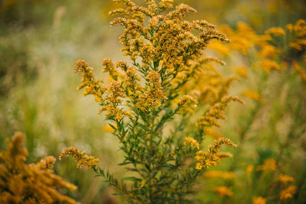 a close up of a plant