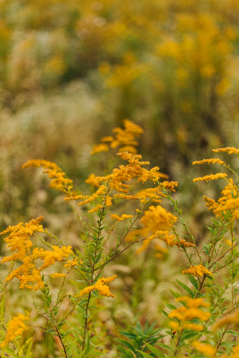 a close-up of some flowers