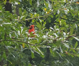 Close-up of vibrant red cardinals perched delicately on green cannabis leaves.