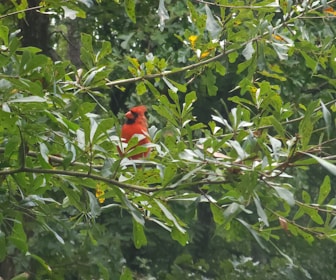 Close-up of vibrant red cardinals perched delicately on green cannabis leaves.