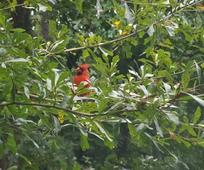 Close-up of vibrant red cardinals resting delicately on lush green cannabis leaves under bright sunlight.