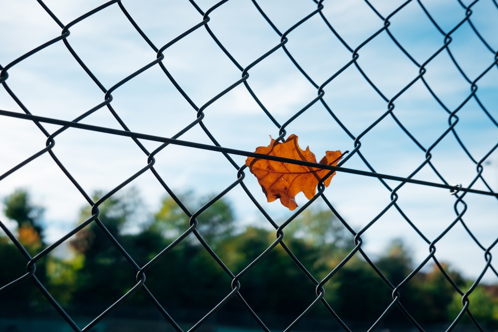 a leaf on a fence