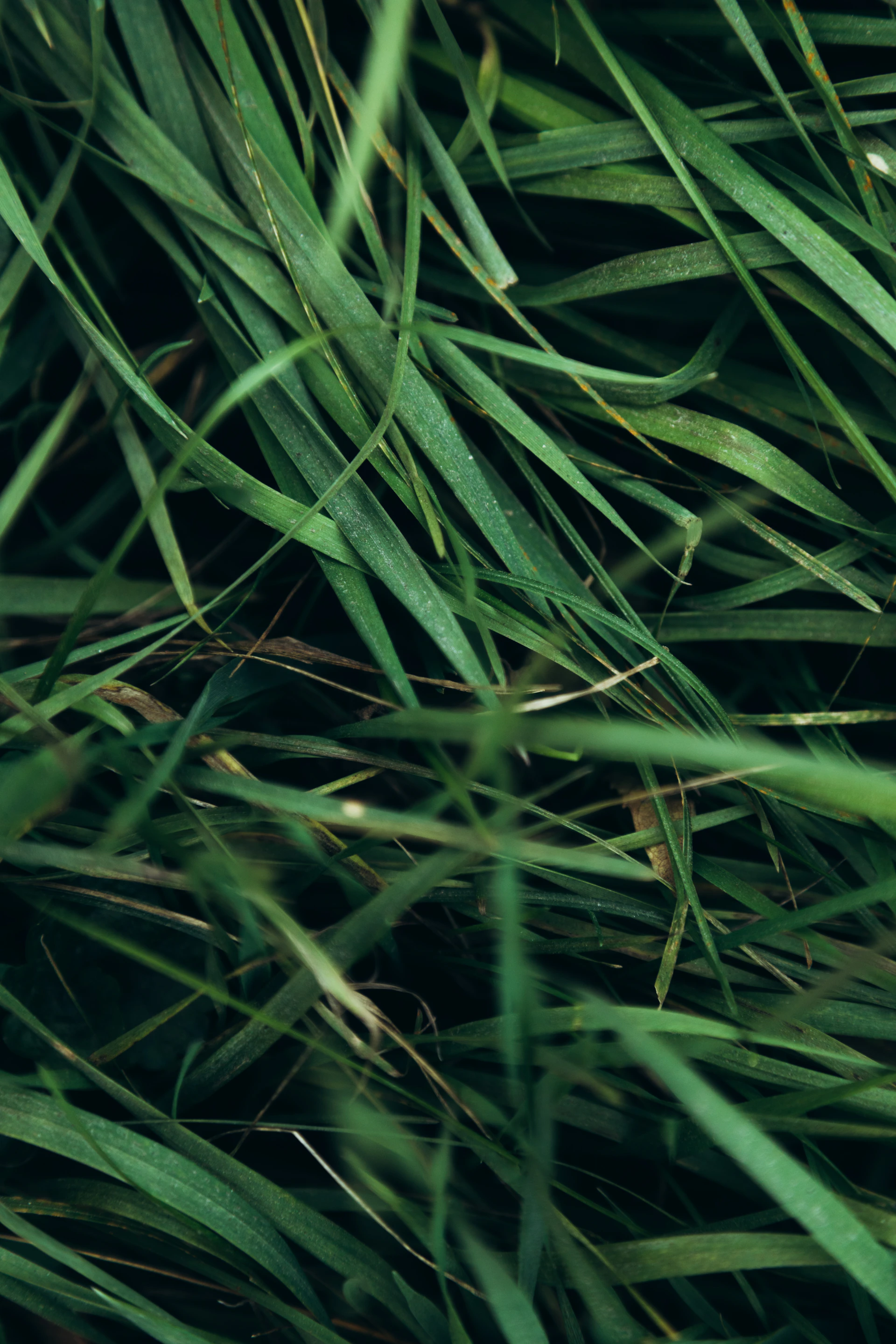 close up of grass