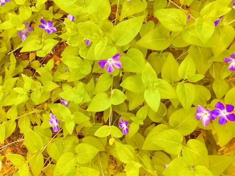 Bright green leaves intertwined with purple yarn in a creative pattern.