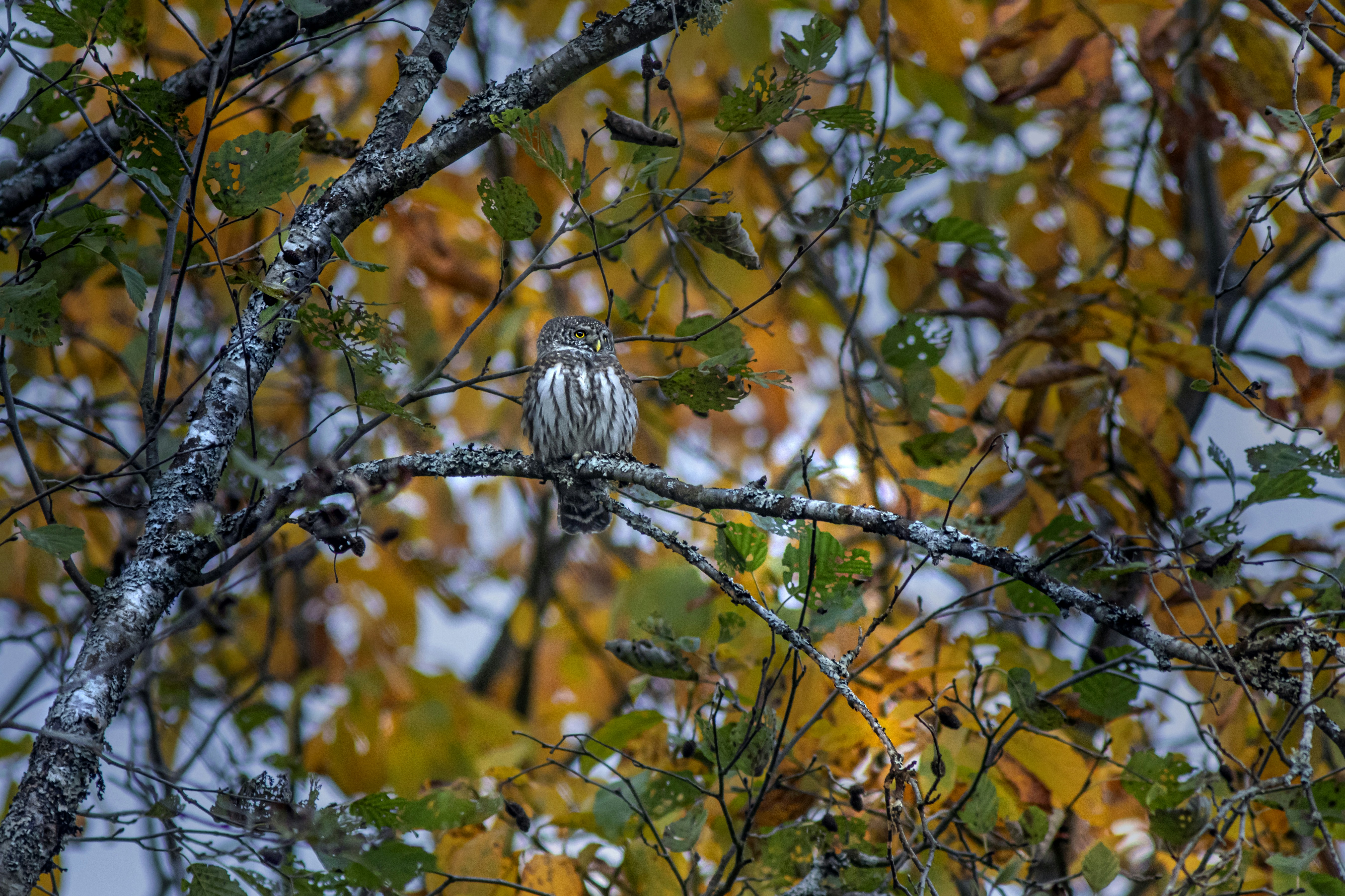 a bird sitting on a branch