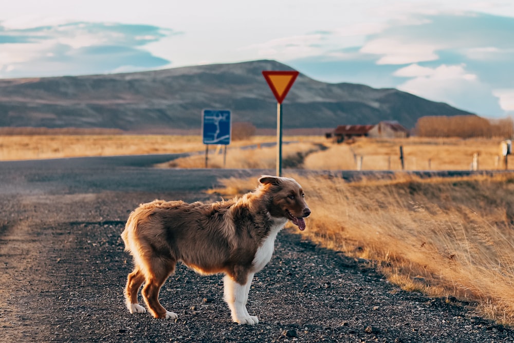 a dog standing on a road