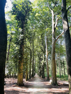 A peaceful forest walk framed by towering native trees and dappled sunlight filtering through leaves.