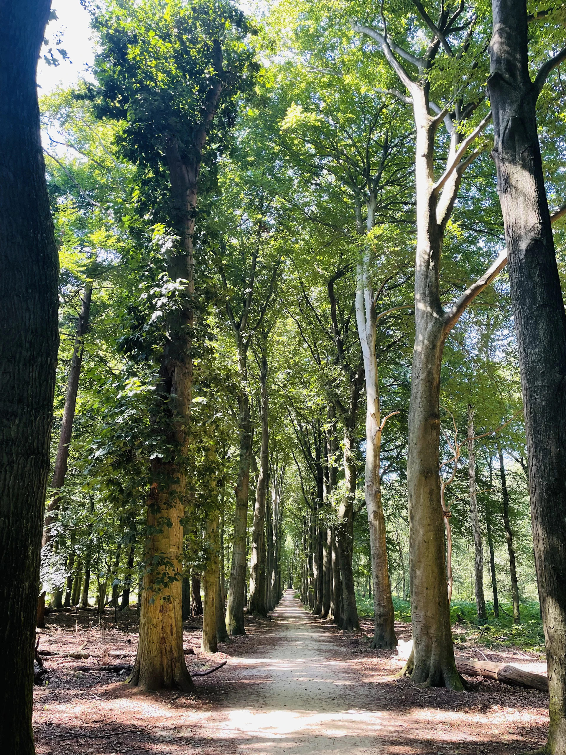 A quiet forest path lined with tall ancient trees, dappled sunlight filtering through the leaves, inviting a soulful walk in nature.