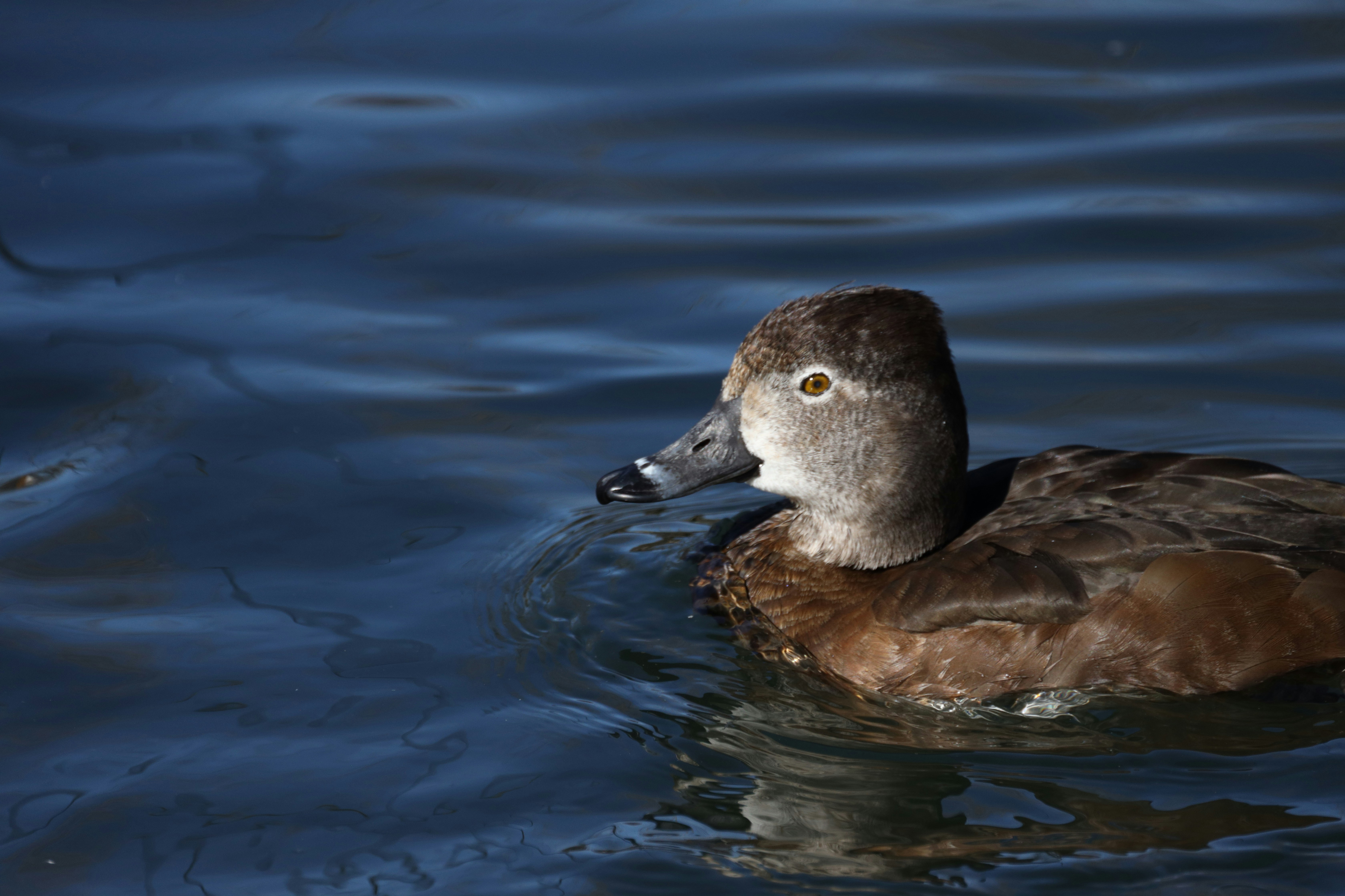 Photo by dsarver1967