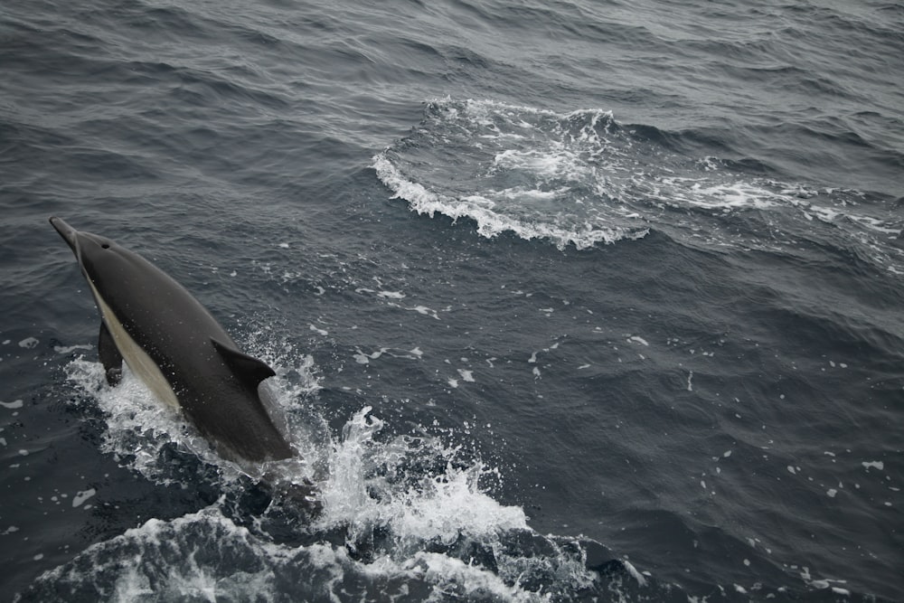 a shark jumping out of the water