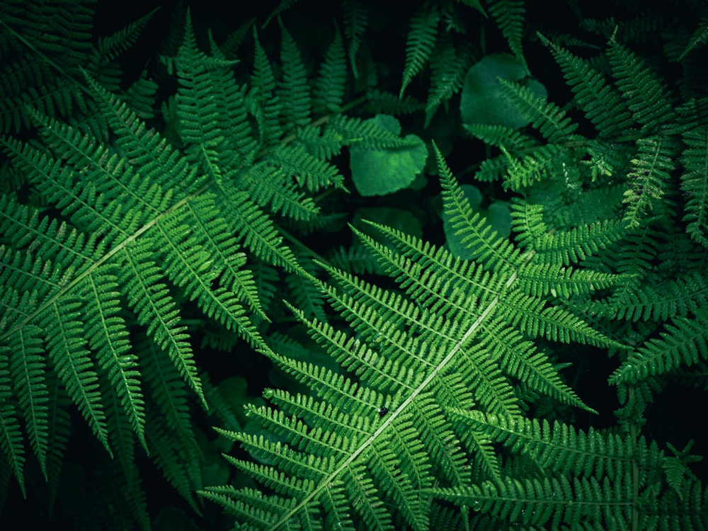 a close up of some leaves