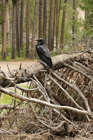 A black crow is perched on a fallen tree in a forest. The background features tall, vertical trees with brown trunks and green foliage. The crow appears alert, with its glossy feathers glistening in the light. The fallen tree is covered with branches and twigs, providing a natural setting.