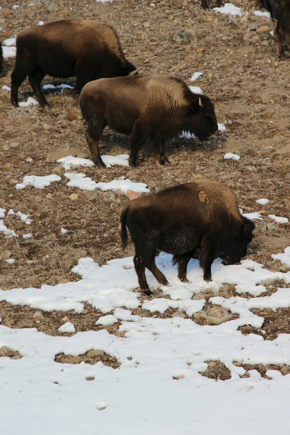 a group of buffalo in a snowy field