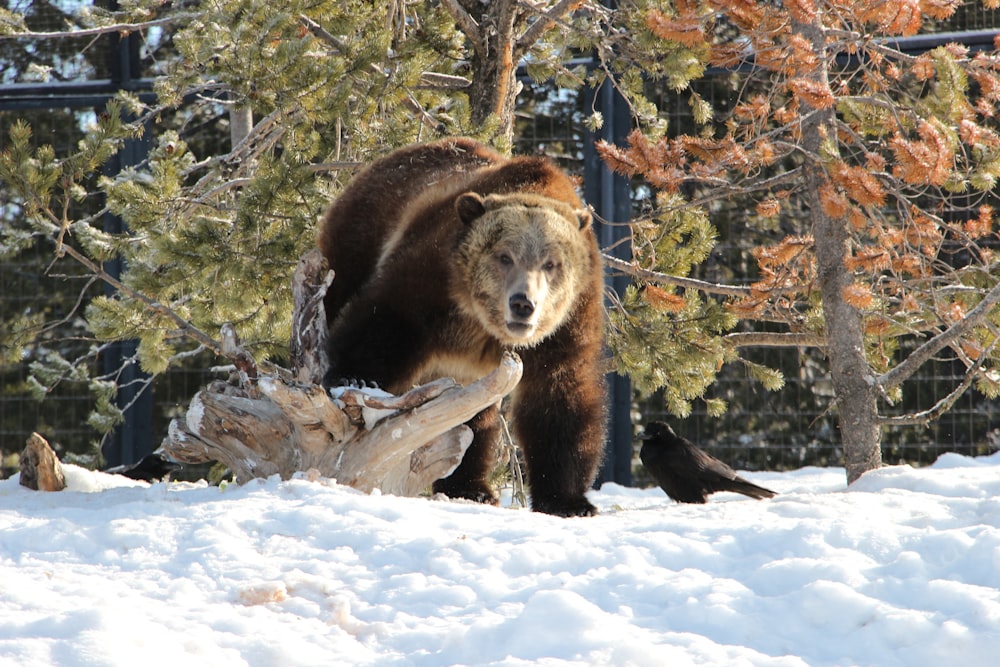 a bear walking on a log