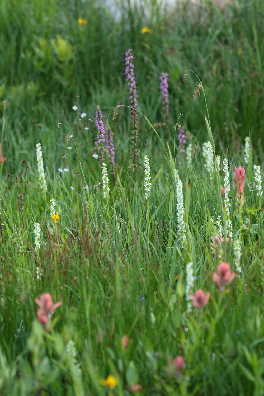 a field of flowers