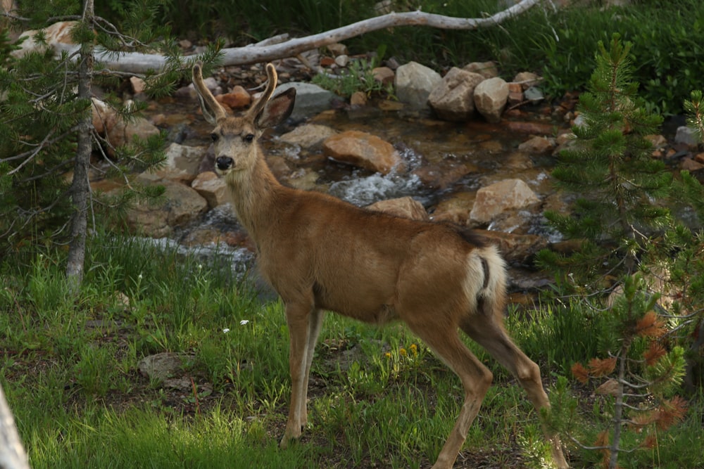 a deer standing in a grassy area