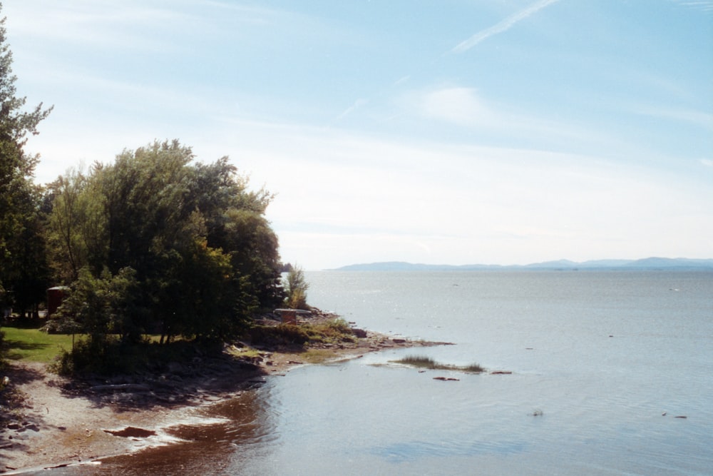 a beach with trees and water