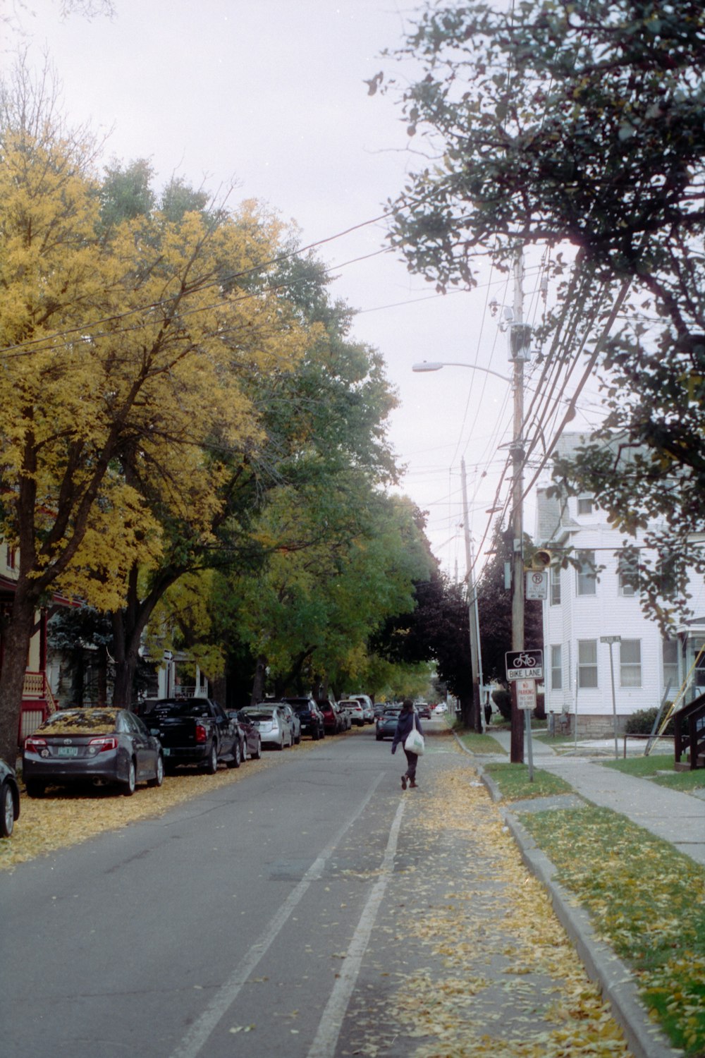 a person walking down a street lined with trees and buildings