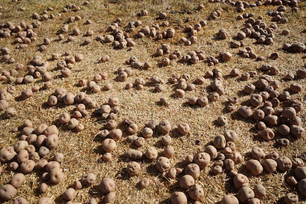 un grand groupe de petits rochers