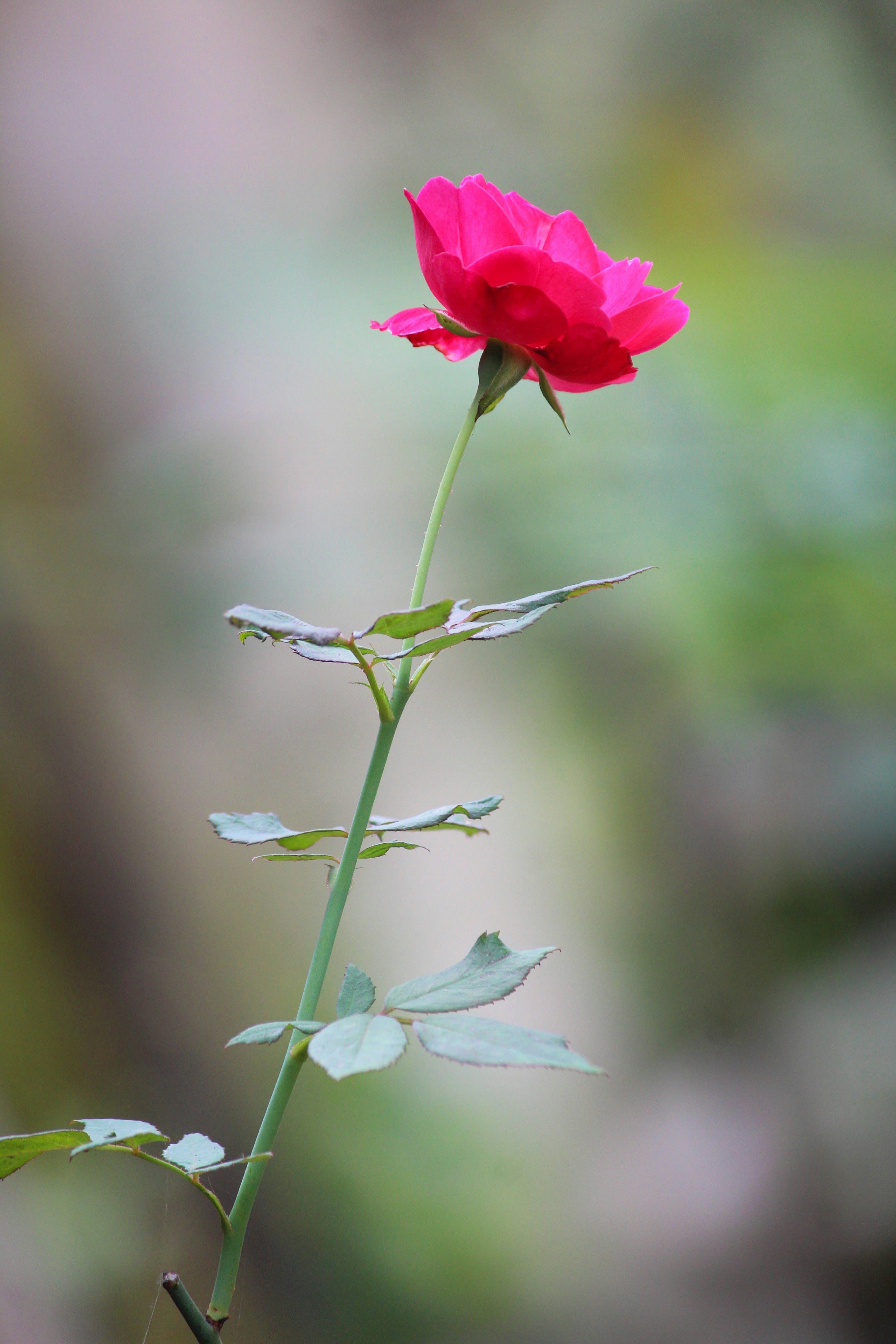 Photo by moonbhuyan
