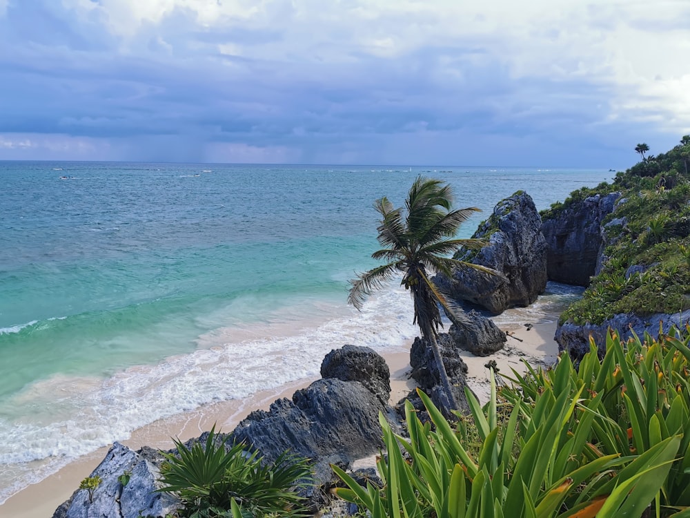 a rocky beach with a palm tree