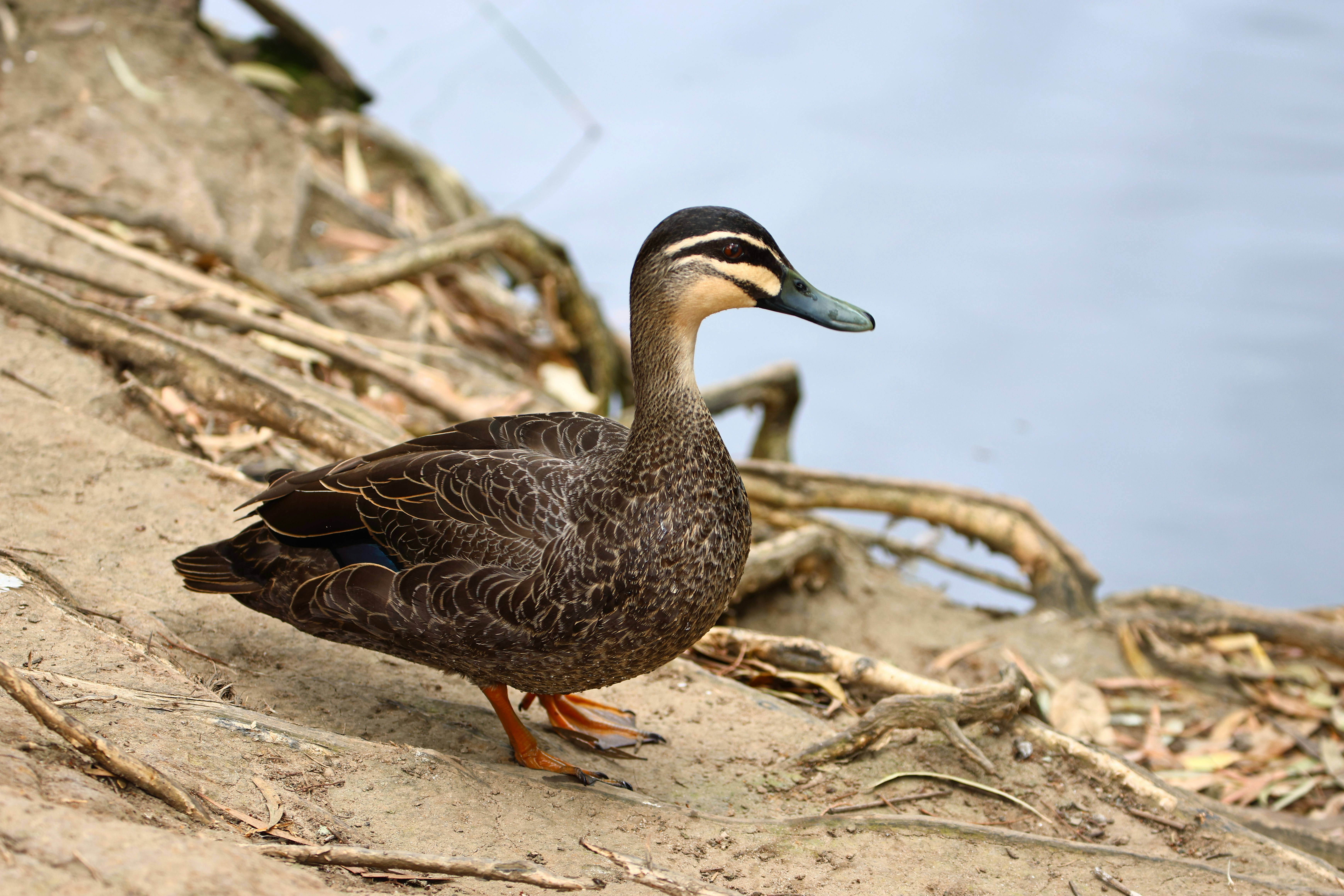 duck wallpaper, wallpaper, Sejarah Entok Jumbo Blitar: Asal Usul dan Perkembangannya 2