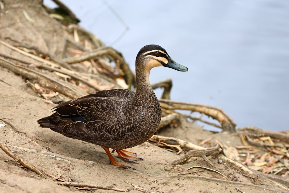 a duck on the ground