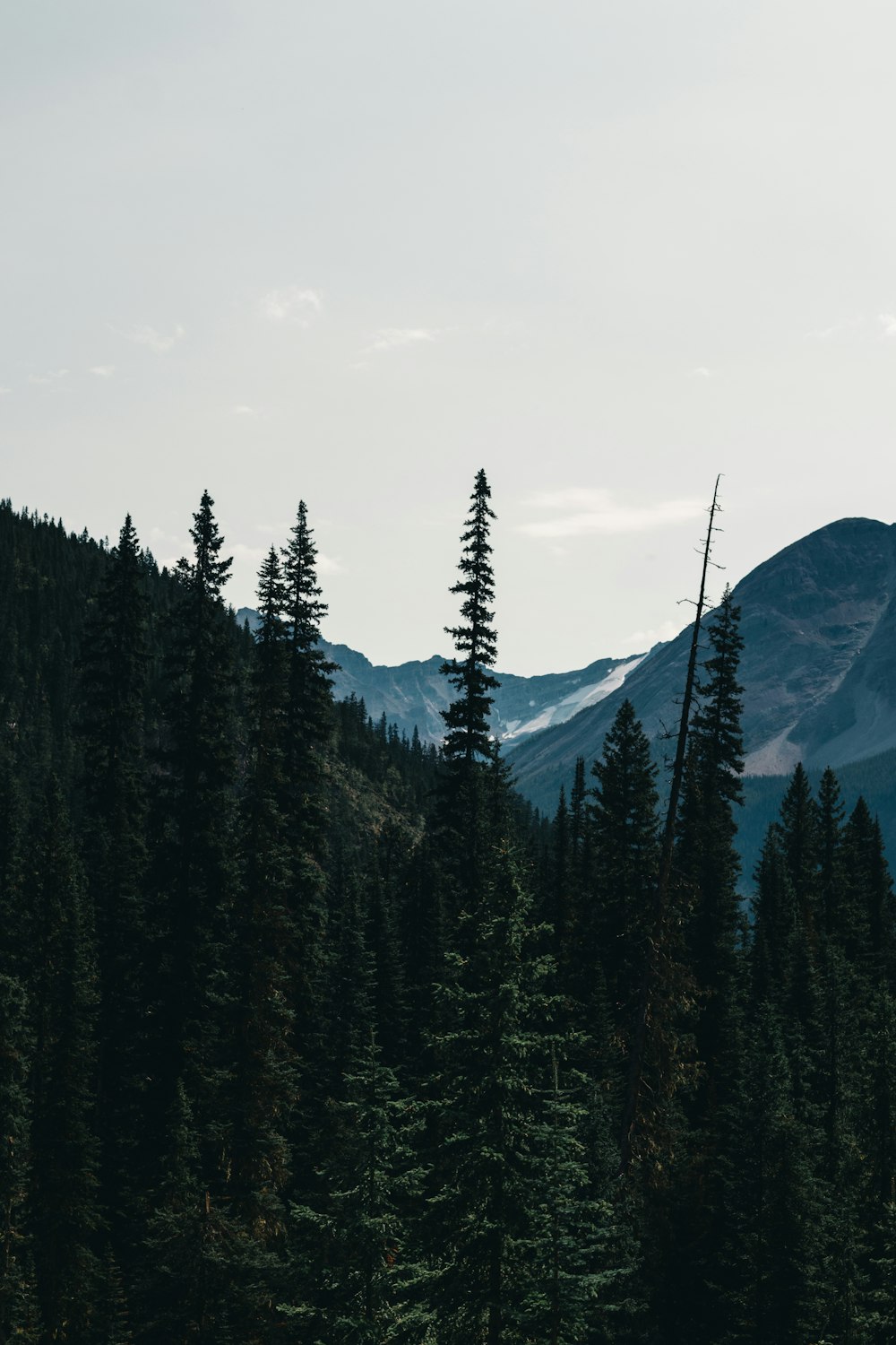 a group of trees in front of a mountain