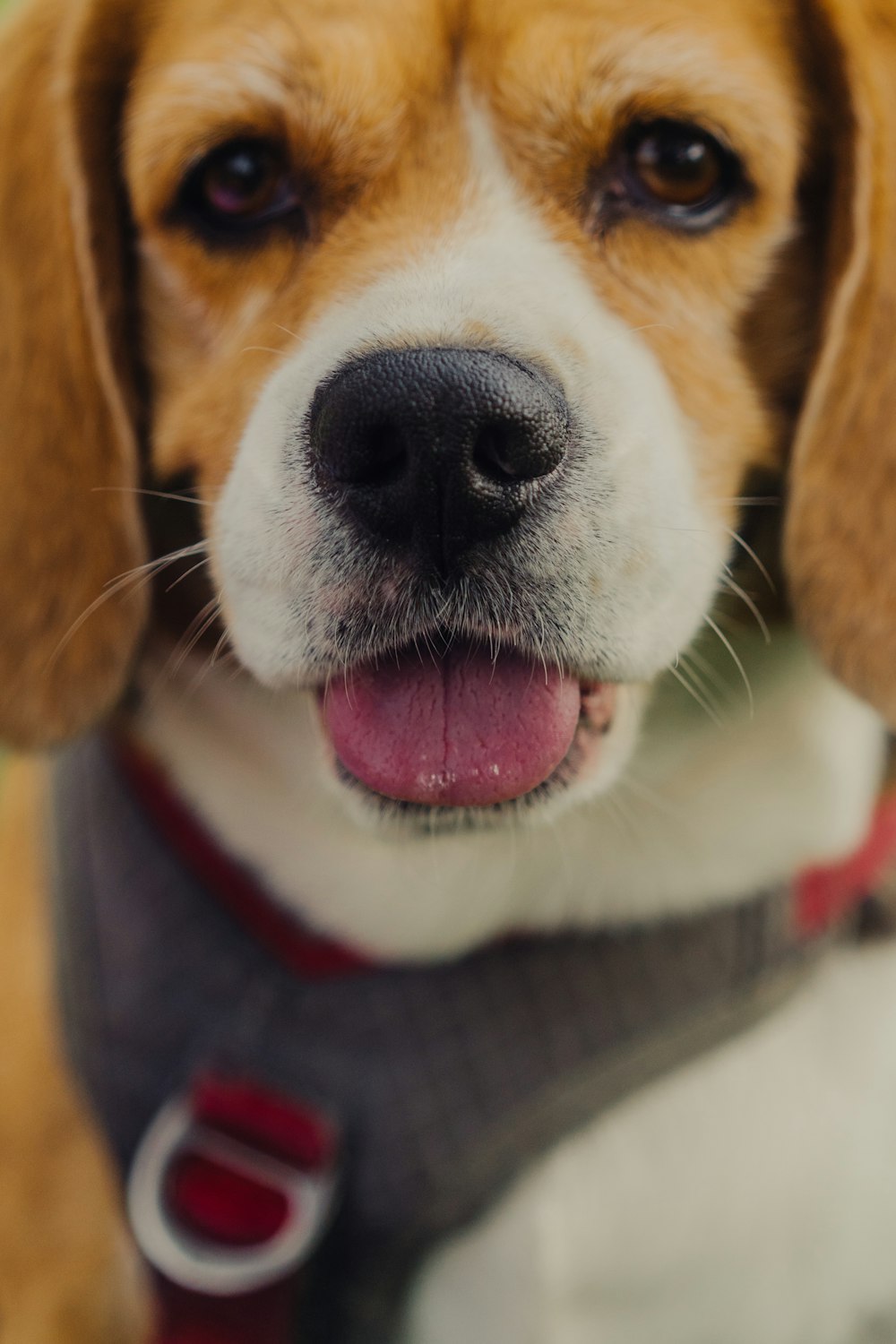 a dog with its tongue out