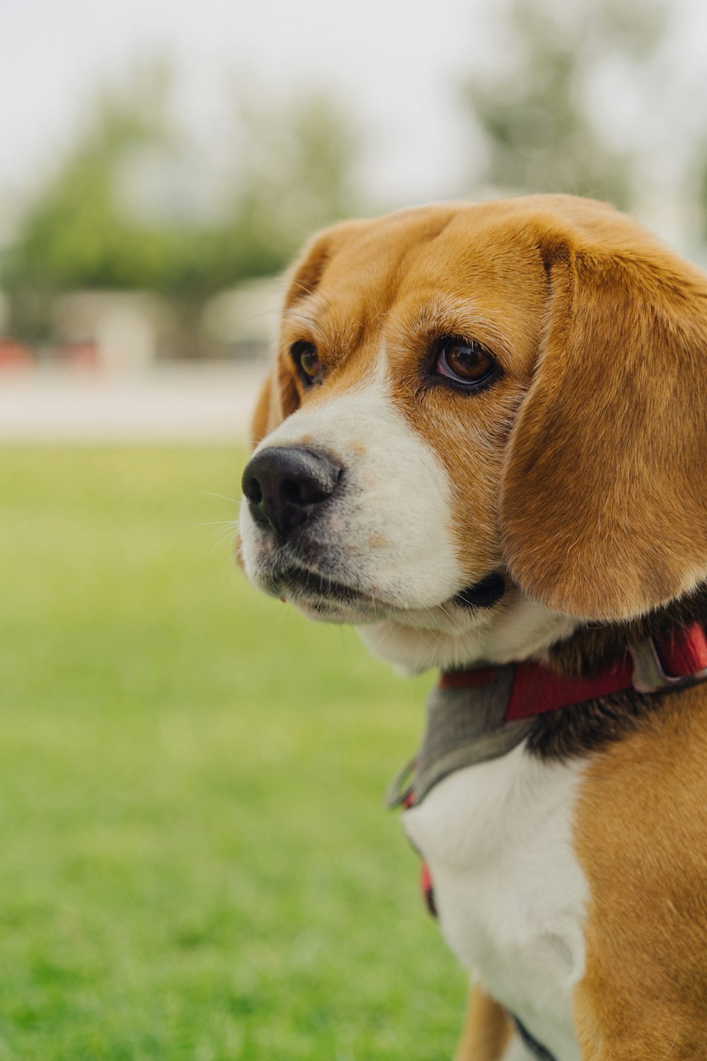 a dog looking up