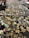 Scattered jigsaw puzzle pieces spread across a dark surface, with an open puzzle box visible in the corner. The pieces display various colors and patterns, suggesting a vibrant image once assembled. Some edges of the puzzle are partially completed, indicating the beginning of assembly.