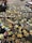 Scattered jigsaw puzzle pieces spread across a dark surface, with an open puzzle box visible in the corner. The pieces display various colors and patterns, suggesting a vibrant image once assembled. Some edges of the puzzle are partially completed, indicating the beginning of assembly.