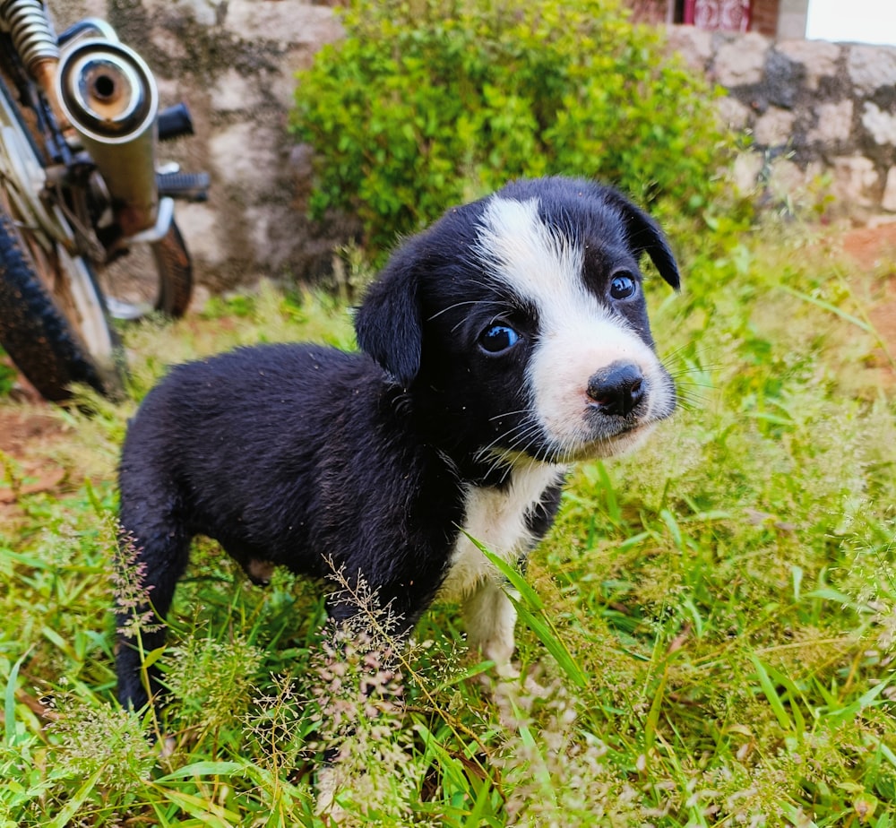 a dog sitting in the grass