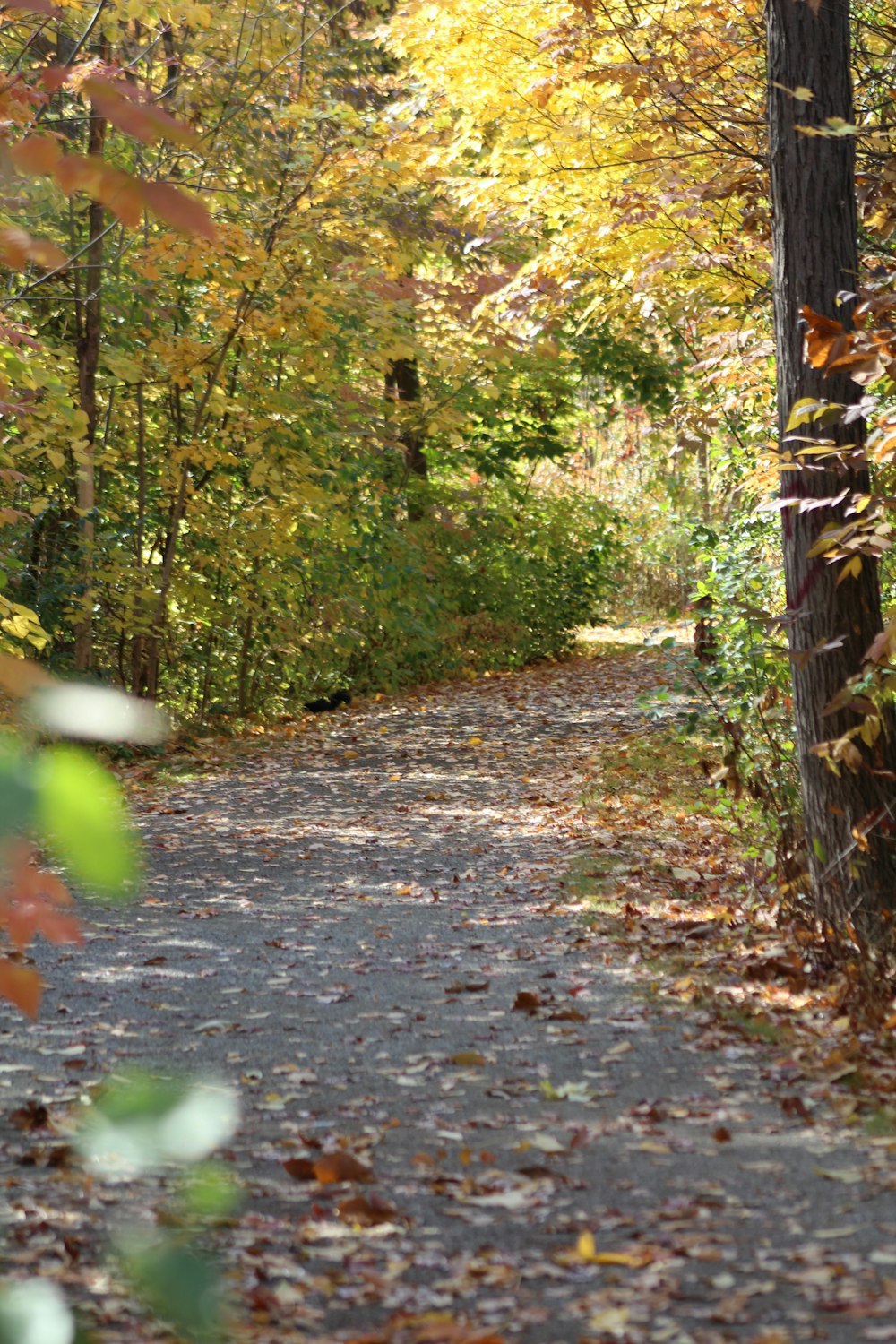 a path in the woods