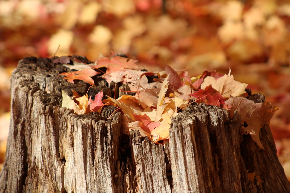 a pile of leaves on a tree stump