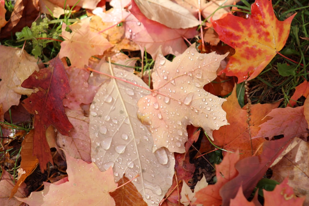 a group of colorful leaves