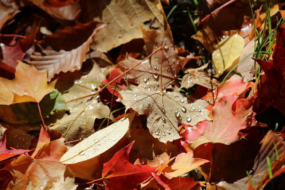 a group of colorful leaves