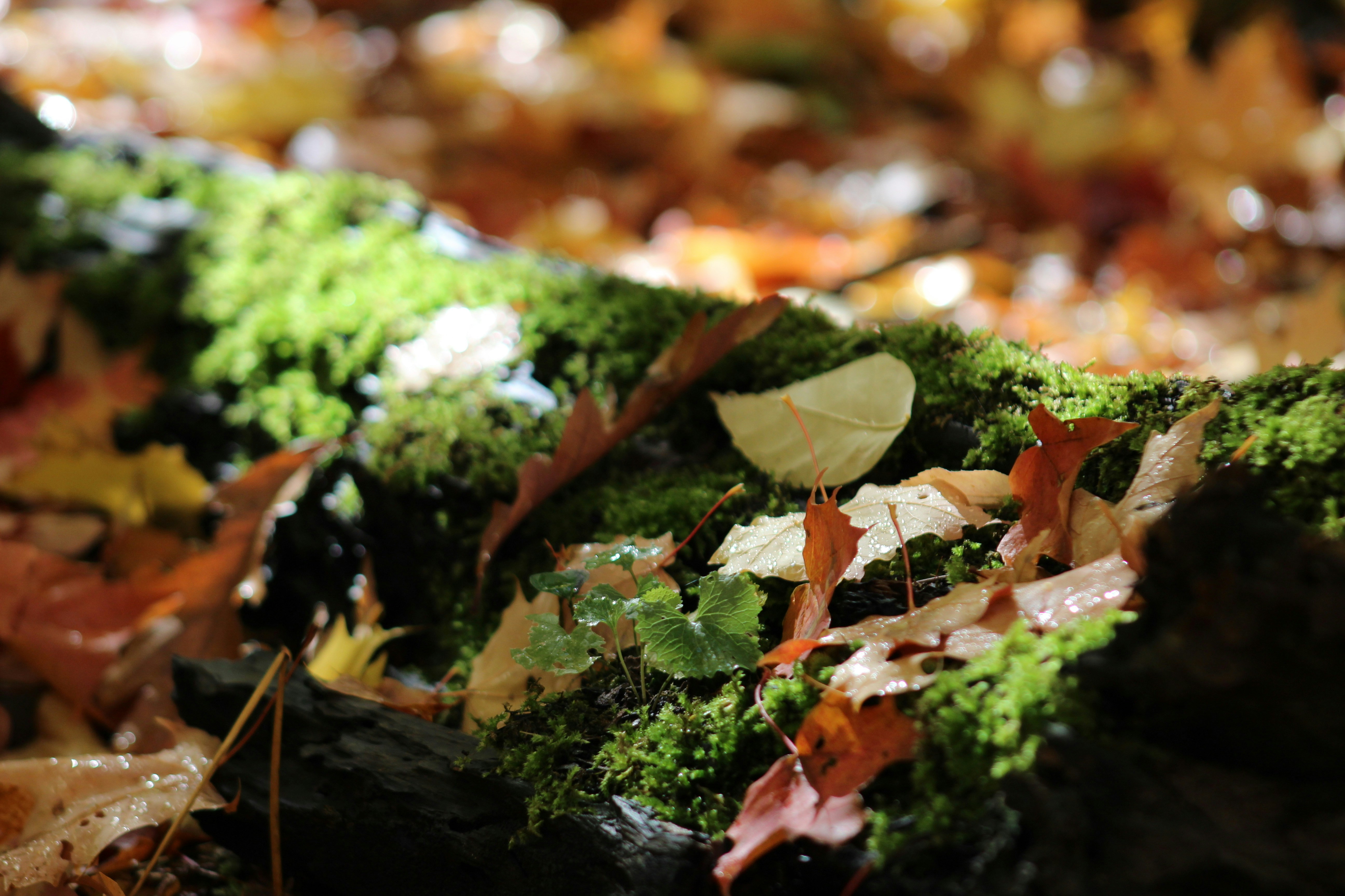 Photo by rubberduckys96