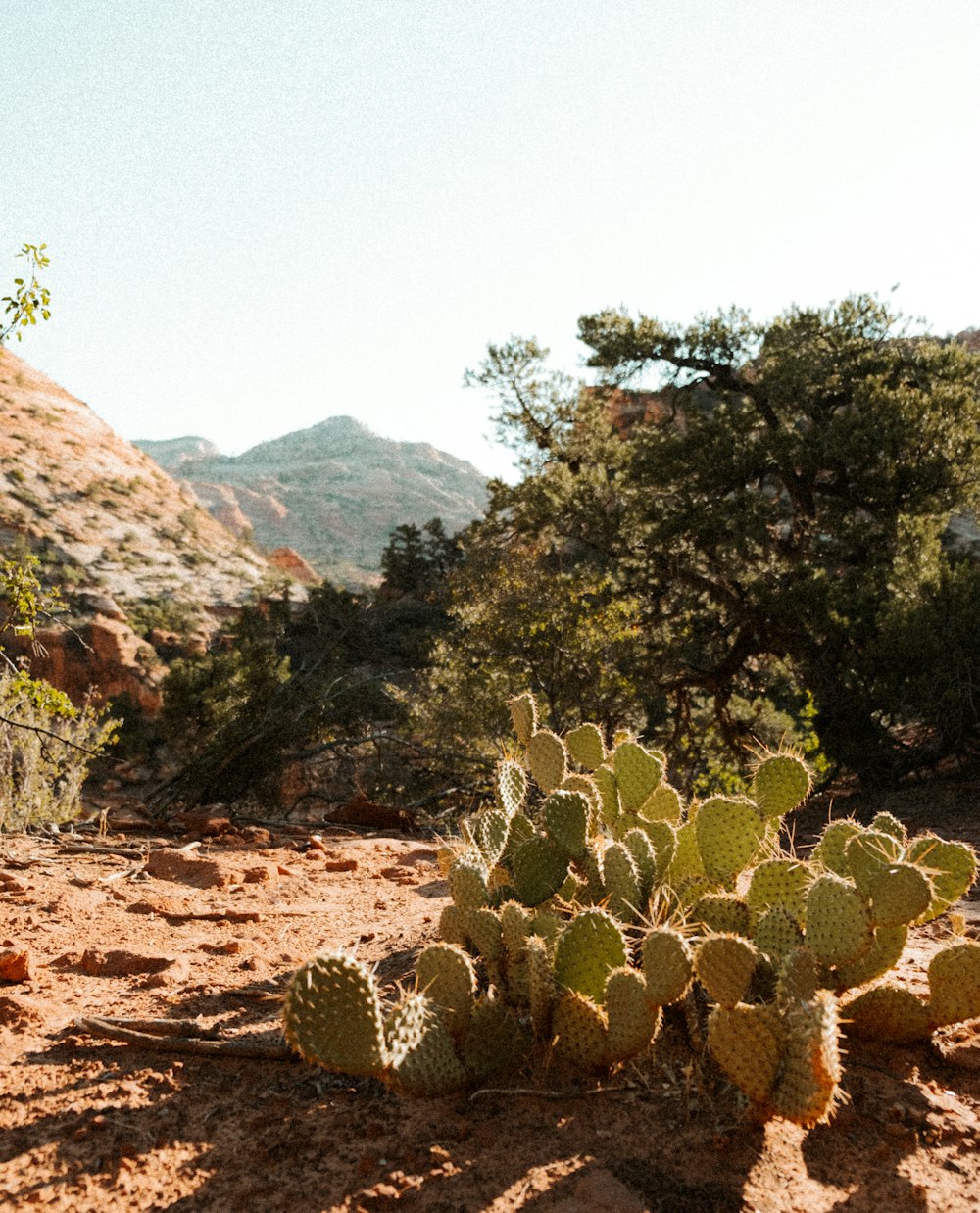 a cactus in a desert