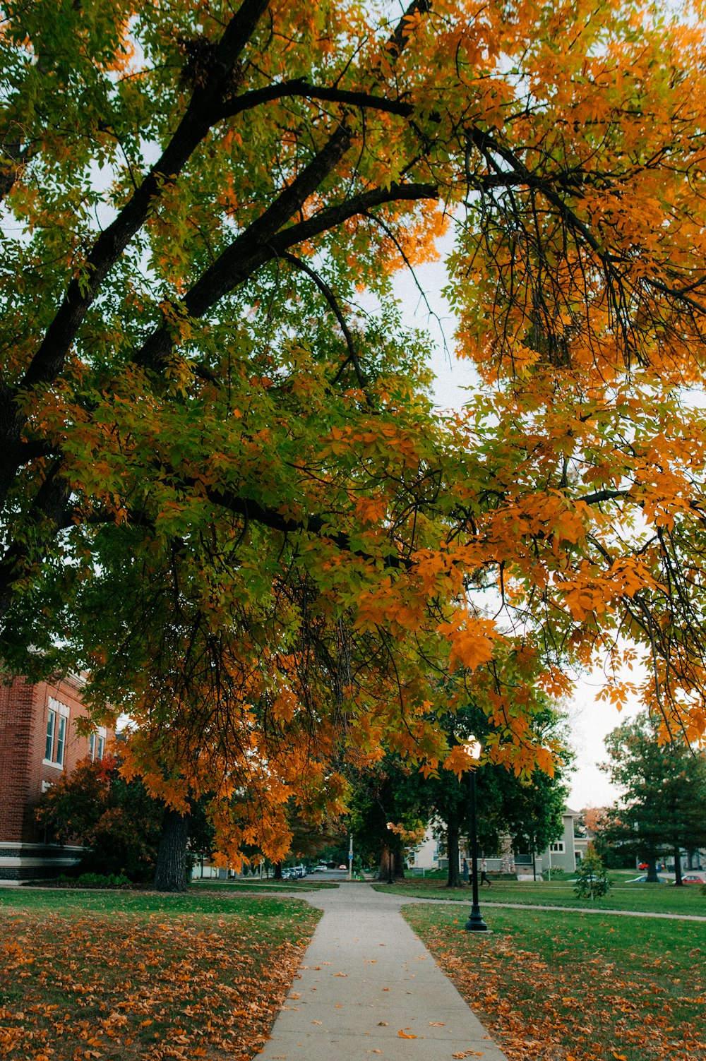 a path with trees on either side