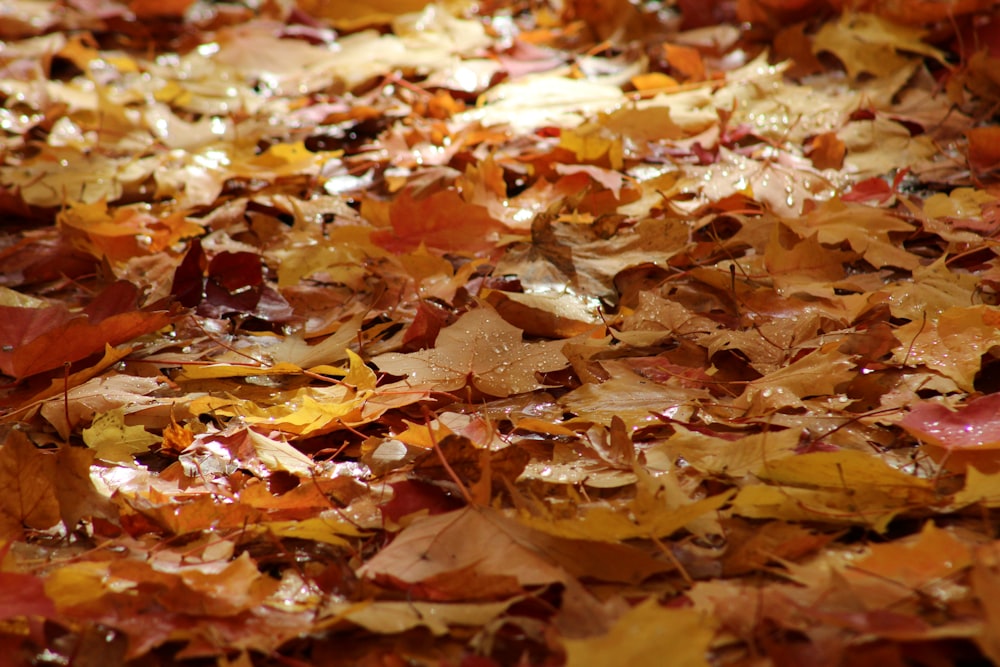 a pile of leaves