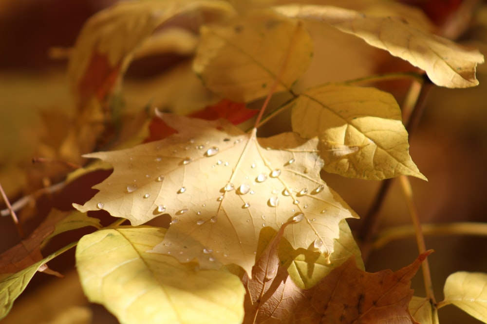 a close up of a leaf