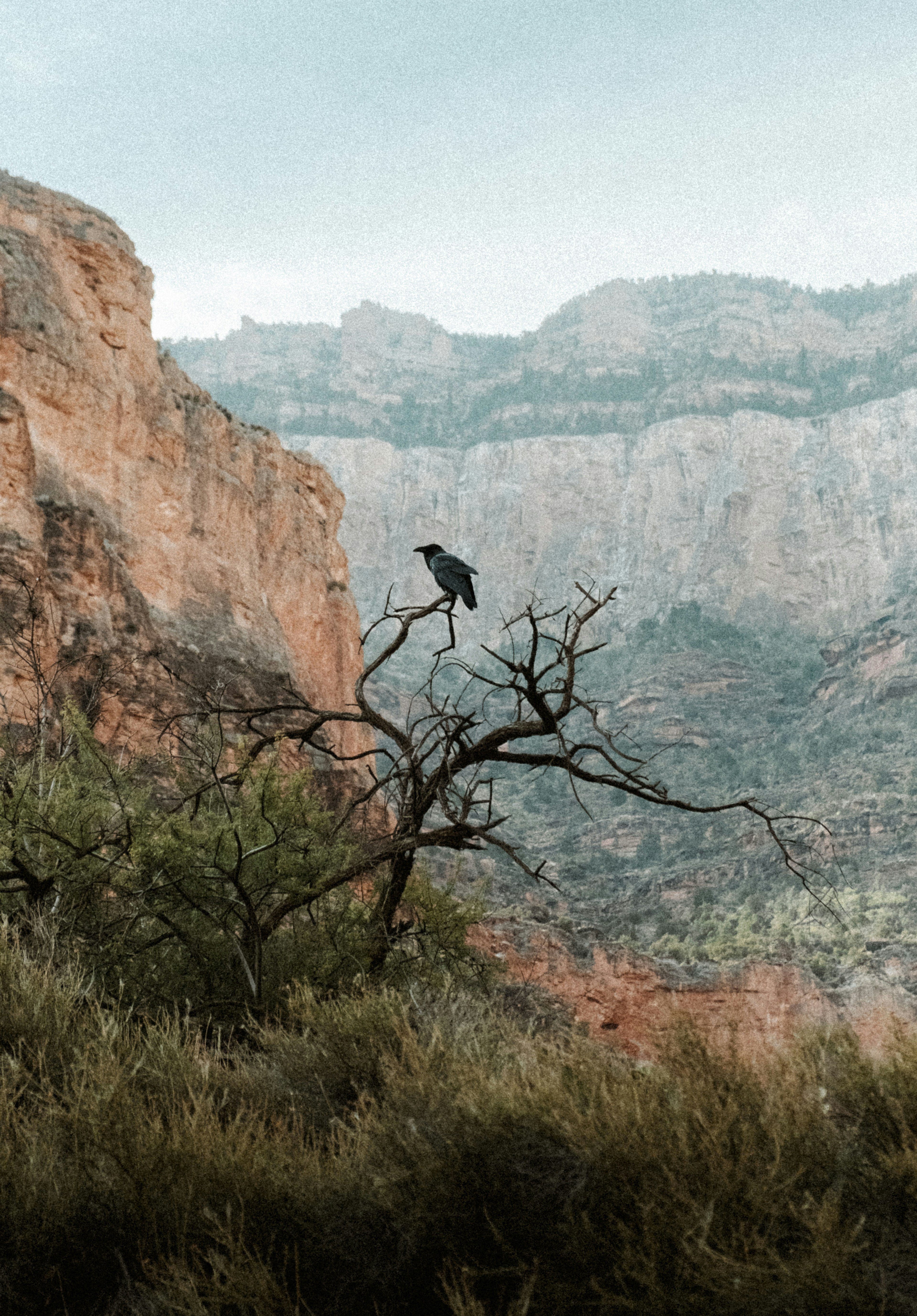 a bird sitting on a tree